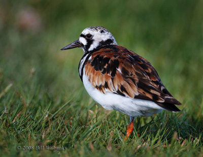 Ruddy Turnstone 11.jpg