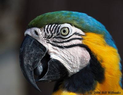 Blue Gold McCaw 02.jpg