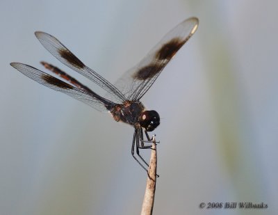 Black Dragonfly at Viera 01 700.jpg