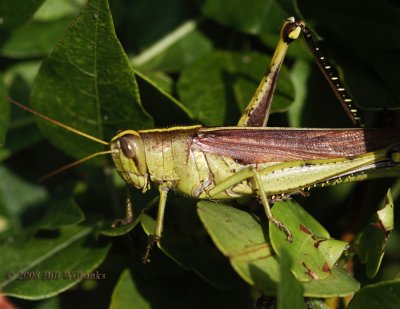 Grasshopper 01_MG_5756.jpg