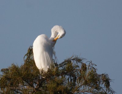Egret Preening 2X TC.jpg
