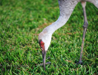Sandhill Crane Colt.jpg