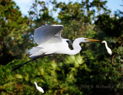 Great Egret in Flight.jpg