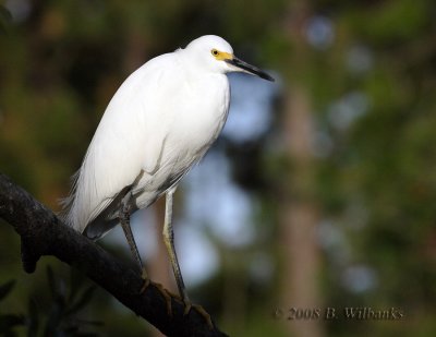 Snowy Egret.jpg