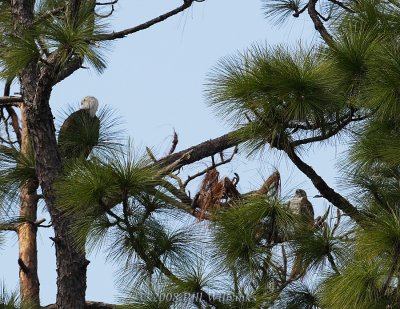 Eagle and Hawk 500mm.jpg