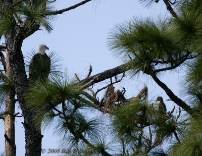 Eagle and Hawk 1000mm.jpg