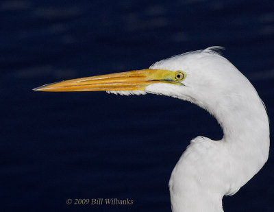 Great Egret 01.jpg