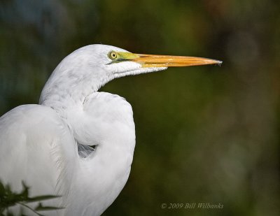 Great Egret 02.jpg