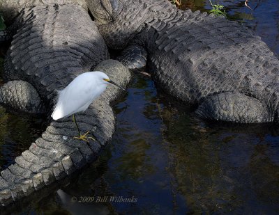 Snowy Egret On Gator.jpg
