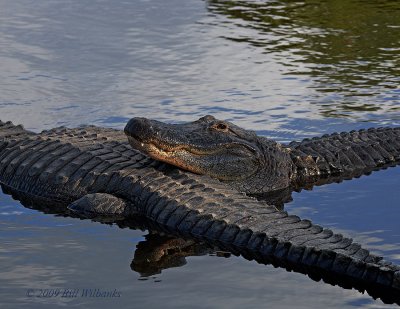 Gator Pillow.jpg