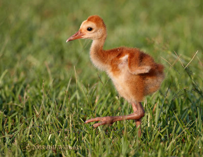 Chick   On The Move 01.jpg
