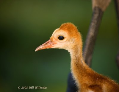 Chick Closeup 03.jpg