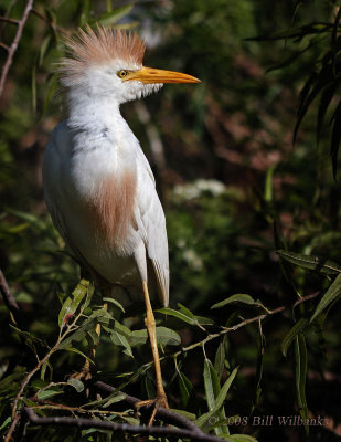 Cattle Egret 01.jpg