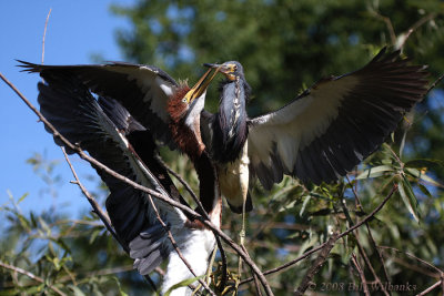 Tricolor Feeding 01.jpg