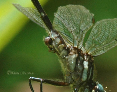 Rapids Clubtail (M) detail