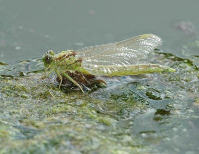 Jade Clubtail (Arigomphus submedianus) F
