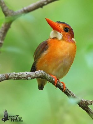 Sulawesi Dwarf Kingfisher