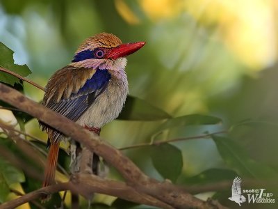 Male Lilac Kingfisher (flashed)