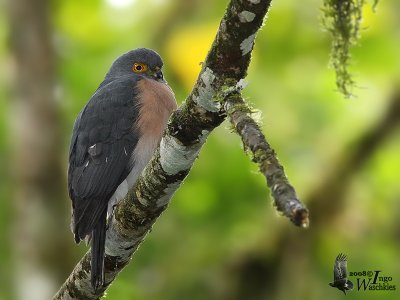 Female Dwarf Sparrowhawk