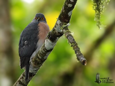 Female Dwarf Sparrowhawk