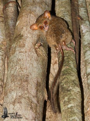 Spectral Tarsier