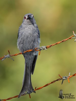 Adult Ashy Drongo