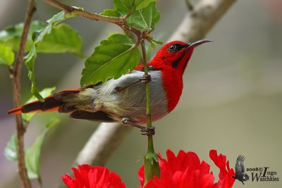 Temminck's Sunbird (Aethopyga temminckii)