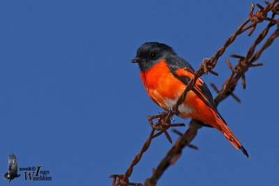 Male Grey-chinned Minivet (ssp. cinereigula)