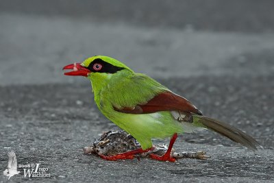 Immature Short-tailed Green Magpie