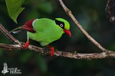 Adult Short-tailed Green Magpie