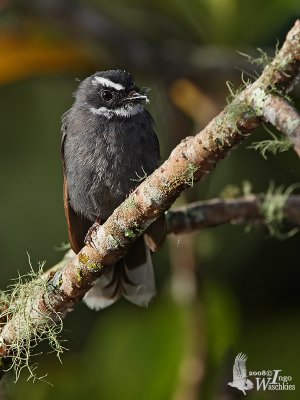 White-throated Fantail (ssp. kinabalu)