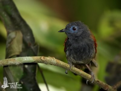 Chestnut-winged Babbler (Stachyris erythroptera)