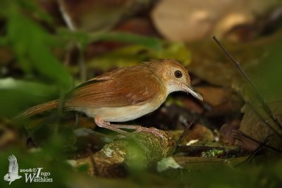 Adult Ferruginous Babbler