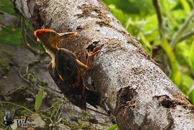 Male Orange-backed Woodpecker