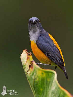 Male Orange-bellied Flowerpecker (ssp. dayakanum)