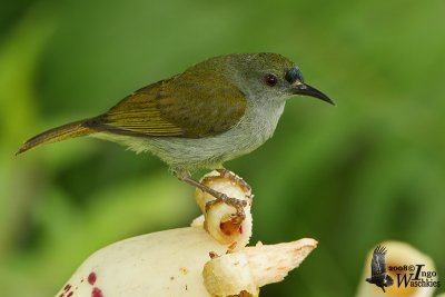 Male Plain Sunbird