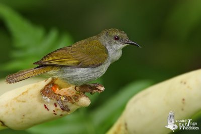 Female Plain Sunbird