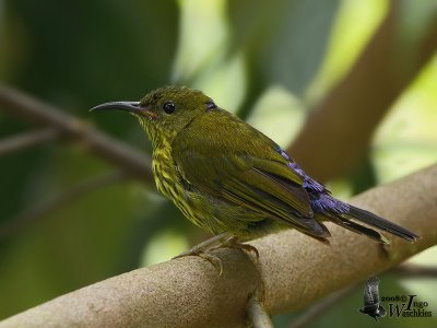 Adult Purple-naped Sunbird