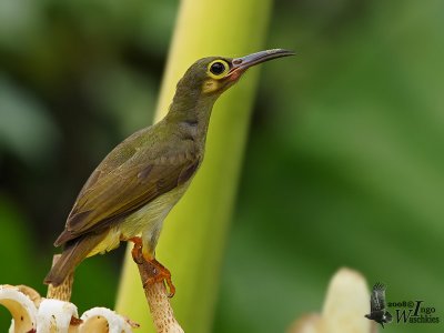 Adult Spectacled Spiderhunter