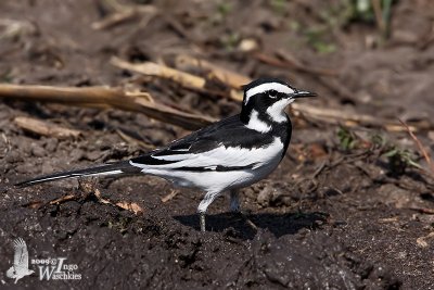 Adult African Pied Wagtail