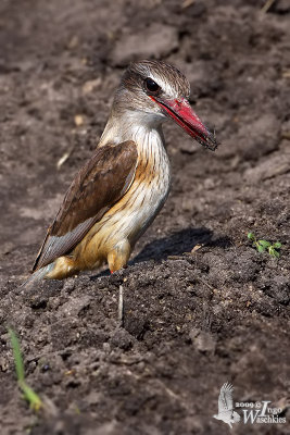 Female Brown-hooded Kingfisher