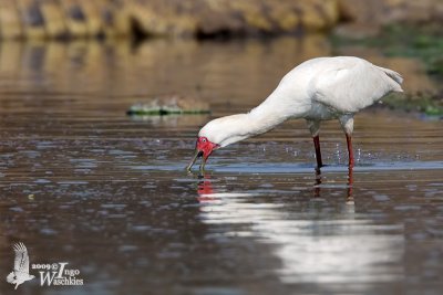 African Spoonbill (Platalea alba)