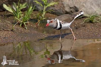 Adult Three-banded Plover