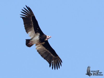 Adult White-headed Vulture