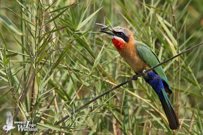 Adult White-fronted Bee-eater