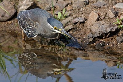 Adult Striated Heron (ssp. atricapilla)