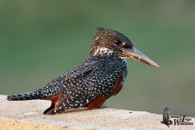 Adult female Giant Kingfisher