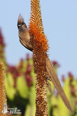 Adult Speckled Mousebird