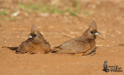 Adult Speckled Mousebirds dustbathing