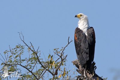 Adult African Fish Eagle